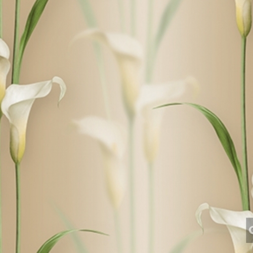 Korean Wallpaper 2572-4