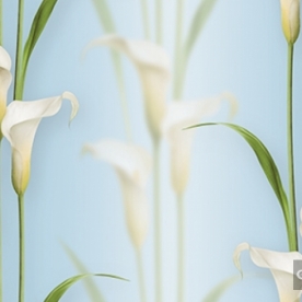 Korean Wallpaper 2572-5