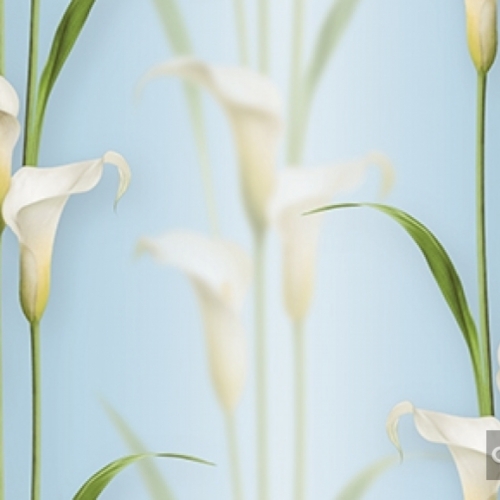 Korean Wallpaper 2572-5