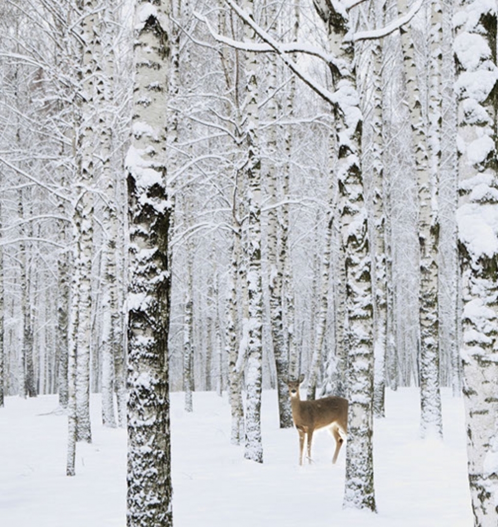 Korean wallpaper Darae _1m