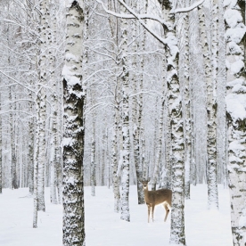 Korean wallpaper Darae _1m