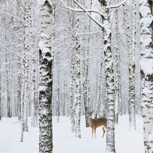 Korean wallpaper Darae _1m