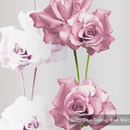 Korean Wallpaper 40031-1