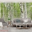 Wallpaper living room tr297