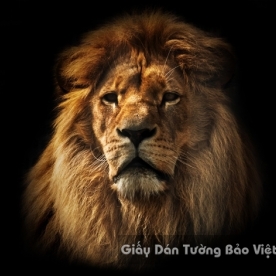 AN 3D Wallpaper Animal AN 1501-1