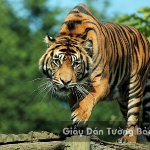 AN 3D Wallpaper Animal AN 1501-10