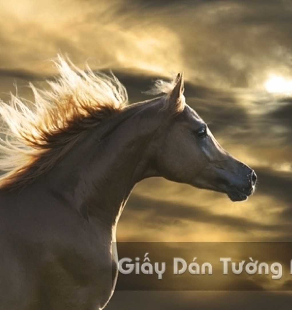 AN 3D Wallpaper Animal AN 1501-13