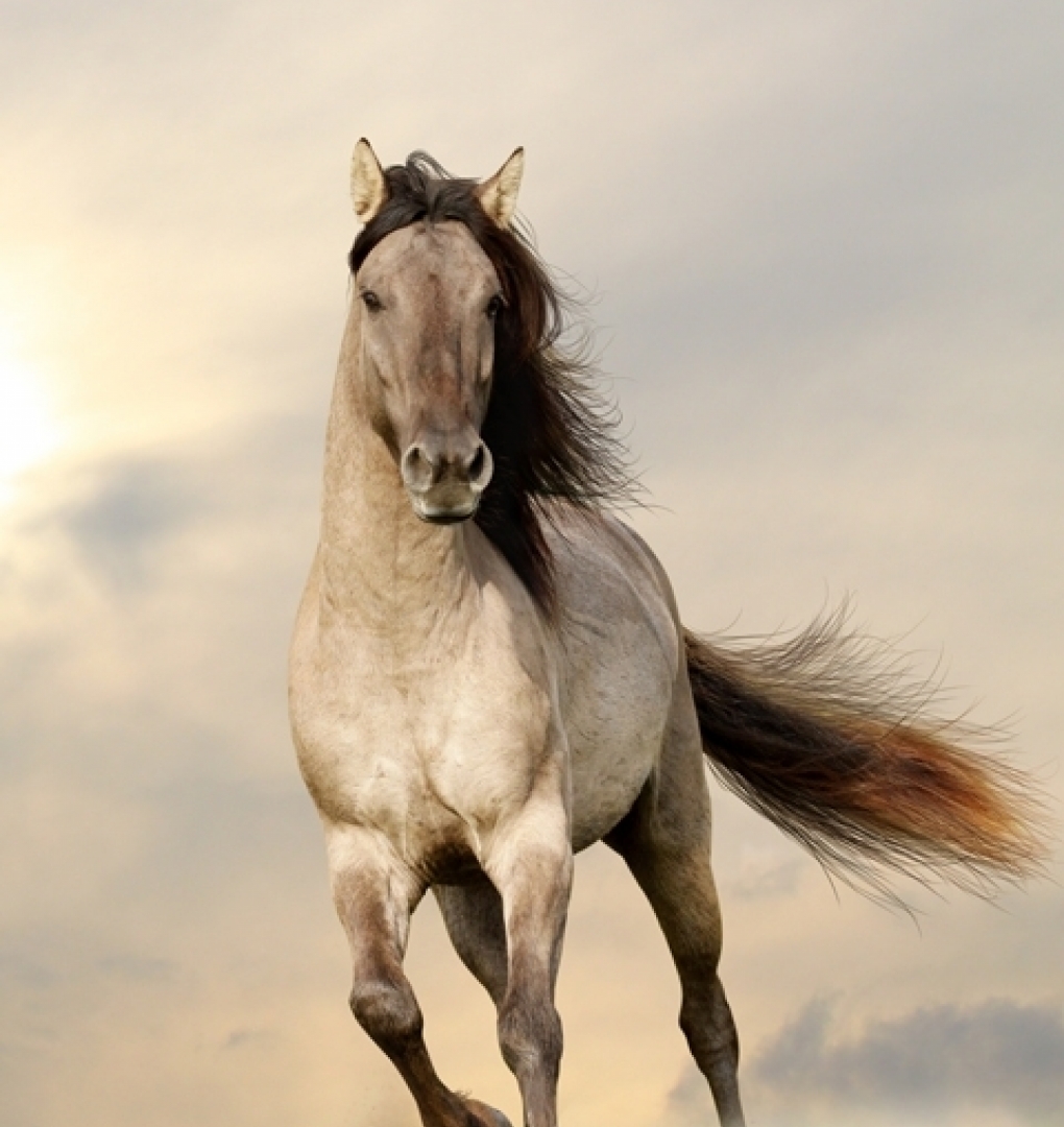 3D Wallpaper Paintings AN AN 1501-14