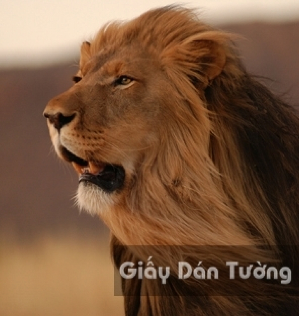 AN 3D Wallpaper Animal AN 1501-3