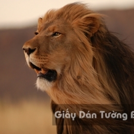 AN 3D Wallpaper Animal AN 1501-3