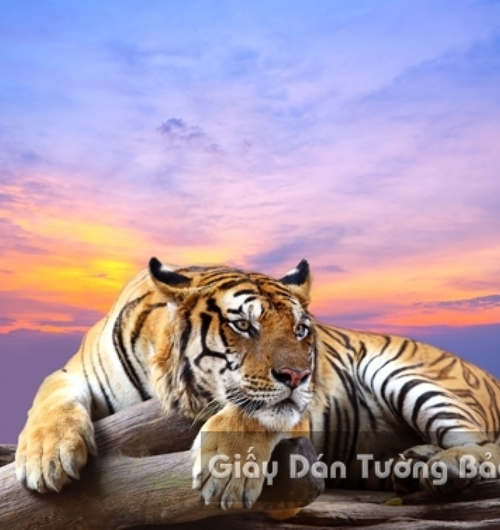 AN 3D Wallpaper Animal AN 1501-8