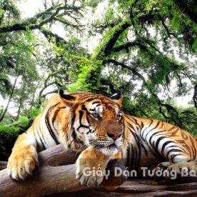 AN 3D Wallpaper Animal AN 1501-9