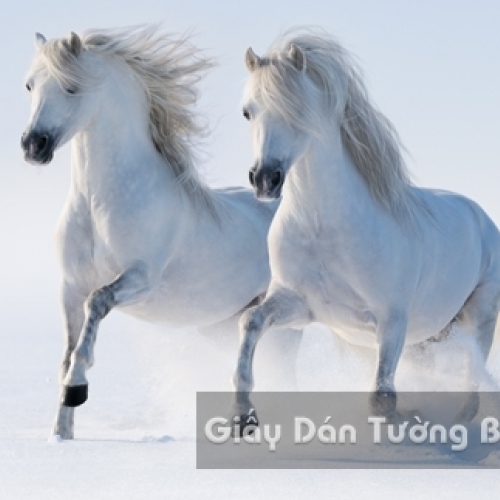 3D Wallpaper Paintings AN AN 1502-12