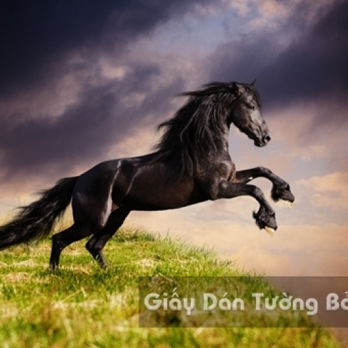 3D Wallpaper Paintings AN AN 1502-4