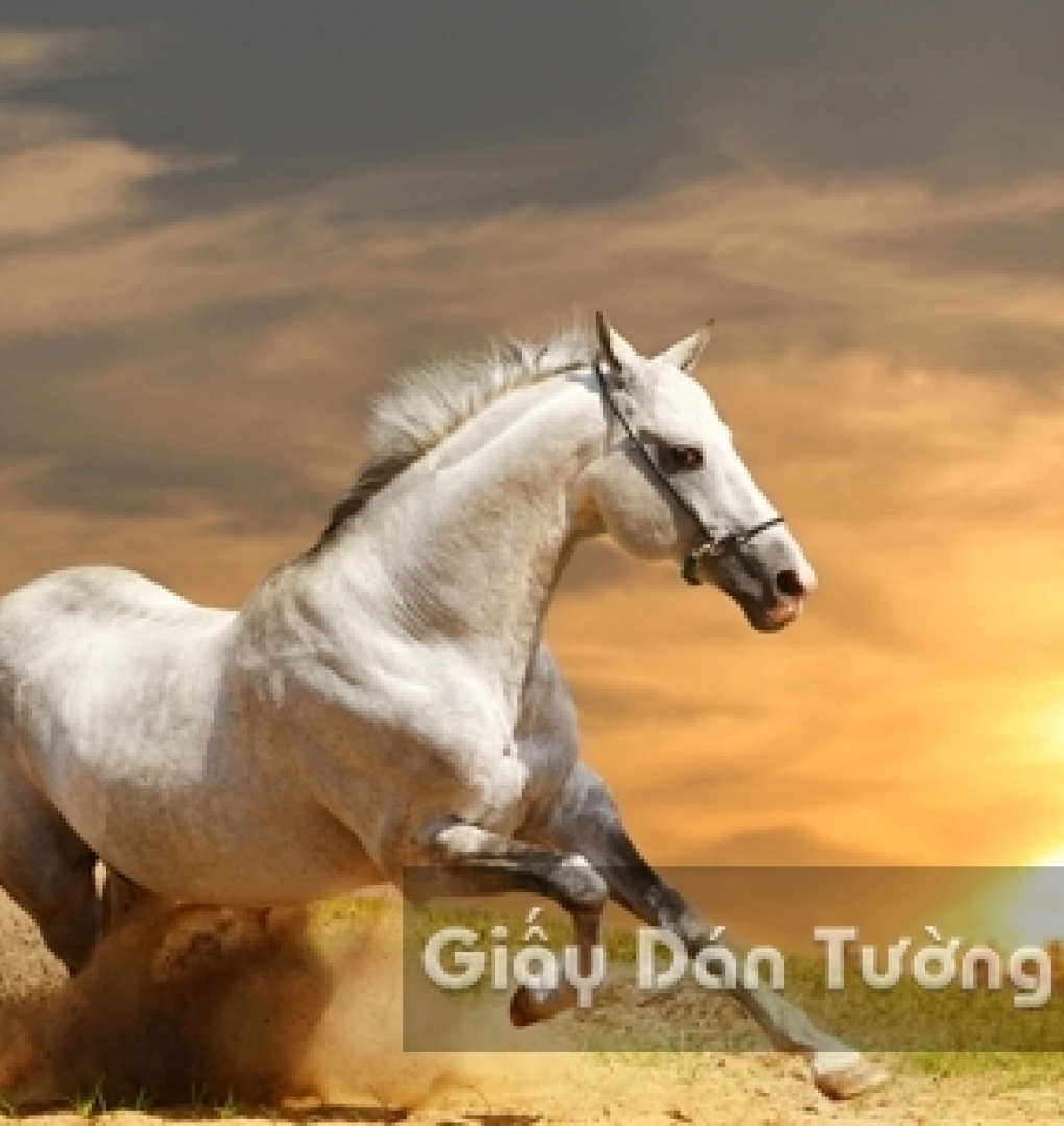 AN 3D Wallpaper Animal AN 1502-5