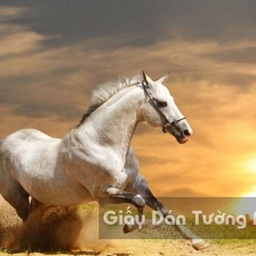 AN 3D Wallpaper Animal AN 1502-5