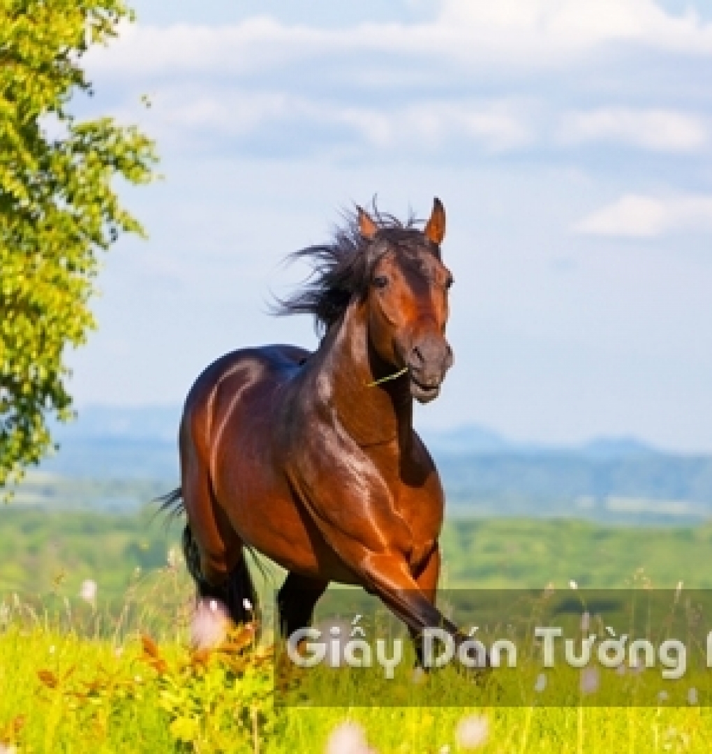 Wallpaper 3D Animal AN 1502-7