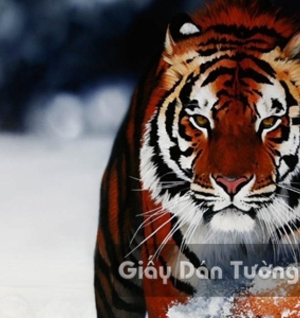 3D Wallpaper Paintings AN001-2