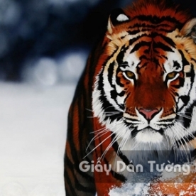 3D Wallpaper Paintings AN001-2