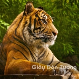 3D Wallpaper Paintings AN002-1