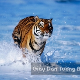 3D Wallpaper Paintings AN002-3