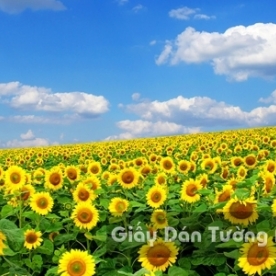 Wallpaper 3D Natural Scenery Flower Field FL002-3
