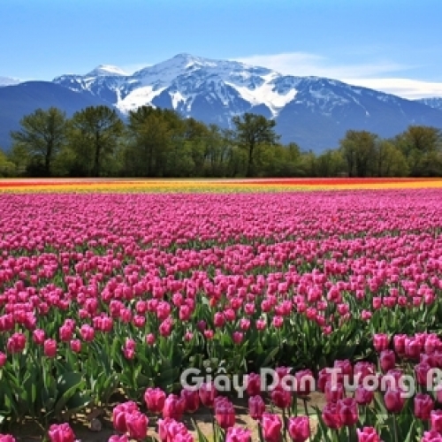 Wallpaper 3D Natural Scenery Flower Field FLLS 1501-10