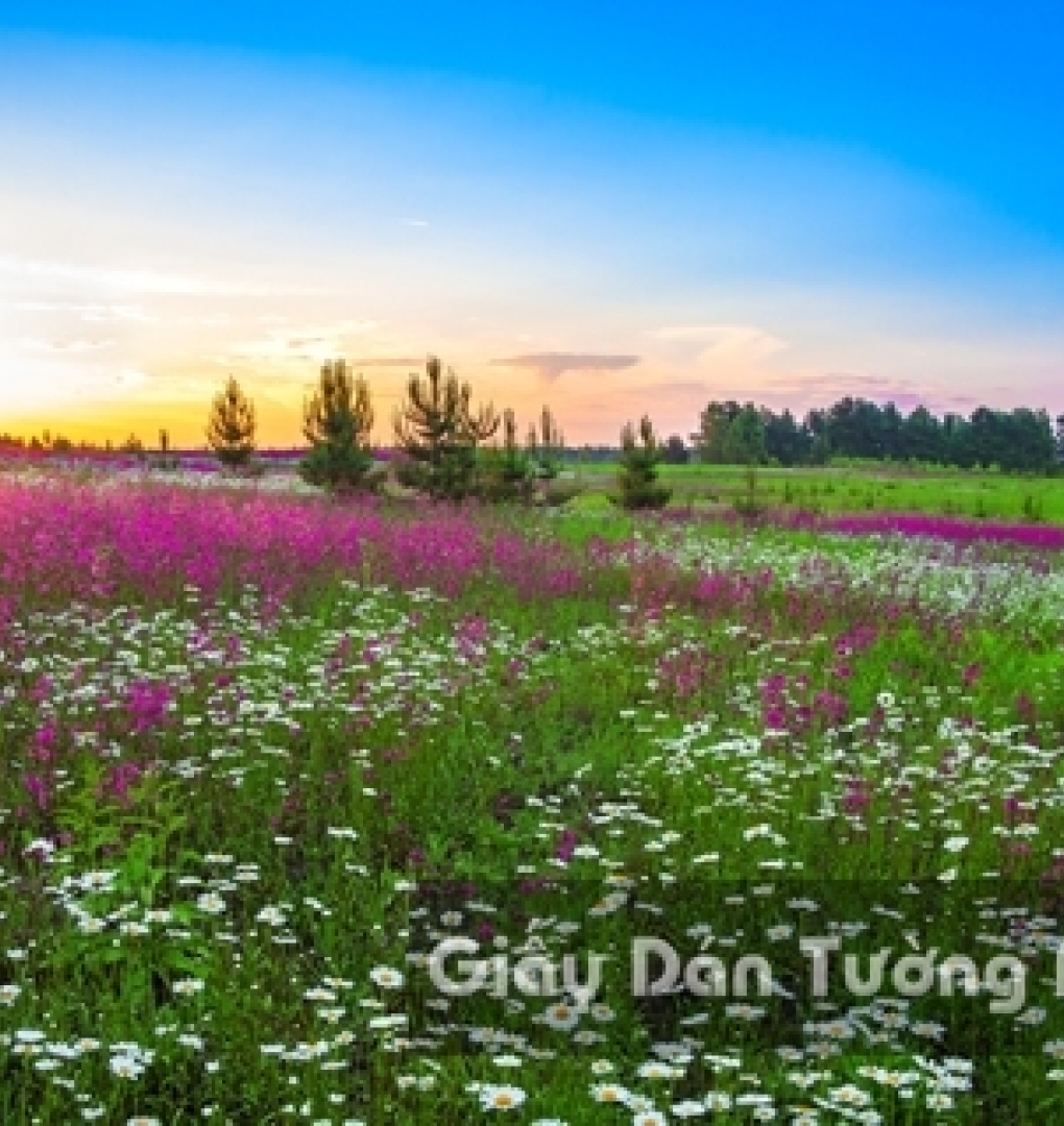 Wallpaper 3D Natural Scenery Flower Field FLLS 1501-11