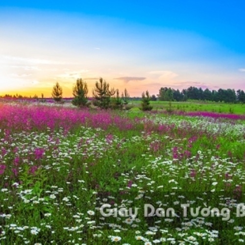 Wallpaper 3D Natural Scenery Flower Field FLLS 1501-11