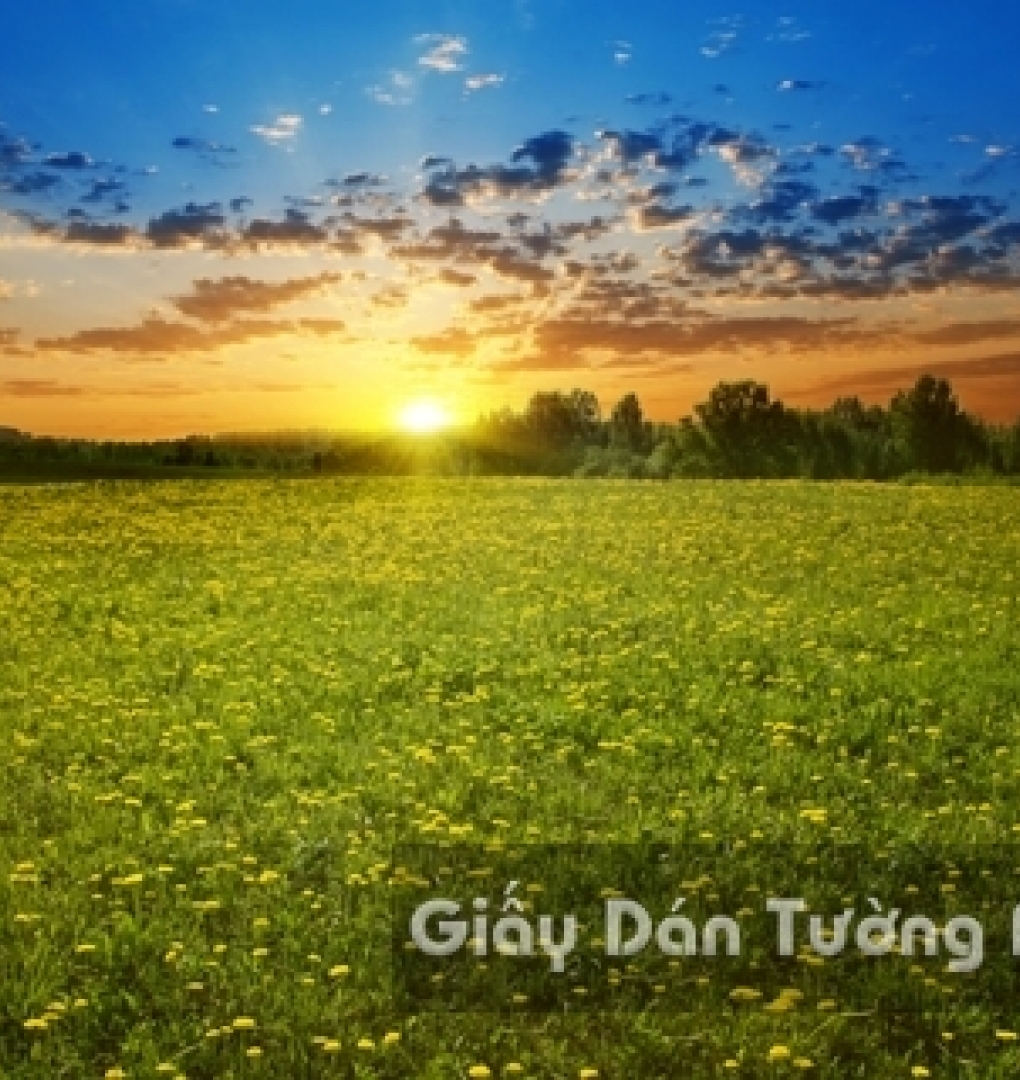 Wallpaper 3D Natural Scenery Flower Field FLLS 1501-12