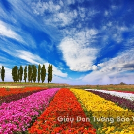 Wallpaper 3D Natural Scenery Flower Field FLLS 1501-15