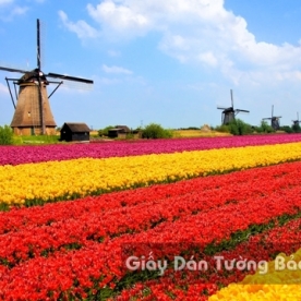 Wallpaper 3D Natural Scenery Flower Field FLLS 1501-16