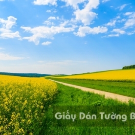 Wallpaper 3D Natural Scenery Flower Field FLLS 1501-17