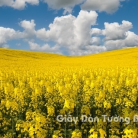 Wallpaper 3D Natural Scenery Flower Field FLLS 1501-18