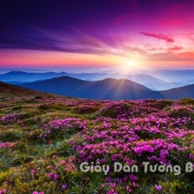 Wallpaper 3D Natural Scenery Flower Field FLLS 1501-2