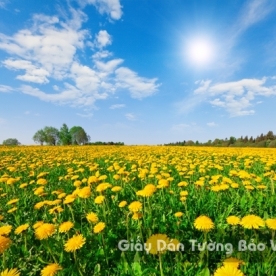Wallpaper 3D Natural Scenery Flower Field FLLS 1501-20