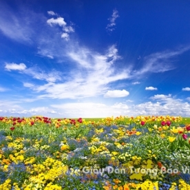 Wallpaper 3D Natural Scenery Flower Field FLLS 1501-22
