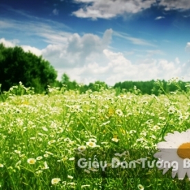 Wallpaper 3D Natural Scenery Flower Field FLLS 1501-23