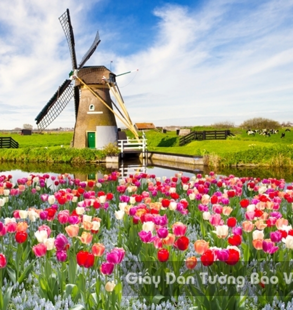 Wallpaper 3D Natural Scenery Flower Field FLLS 1501-25