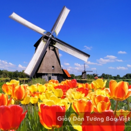 Wallpaper 3D Natural Scenery Flower Field FLLS 1501-26