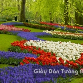 Wallpaper 3D Natural Scenery Flower Field FLLS 1501-29