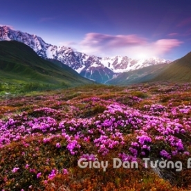 Wallpaper 3D Natural Scenery Flower Field FLLS 1501-3