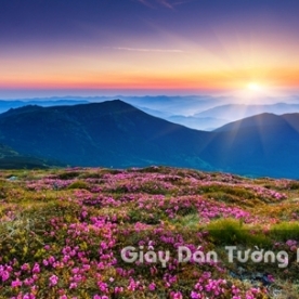 Wallpaper 3D Natural Scenery Flower Field FLLS 1501-4