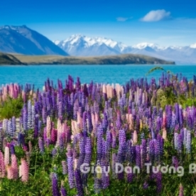 Wallpaper 3D Natural Scenery Flower Field FLLS 1501-6