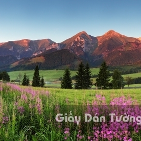 Wallpaper 3D Natural Scenery Flower Field FLLS 1501-7