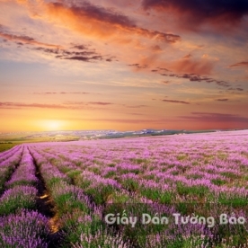 Wallpaper 3D Natural Scenery Flower Field FLLS 1501-8