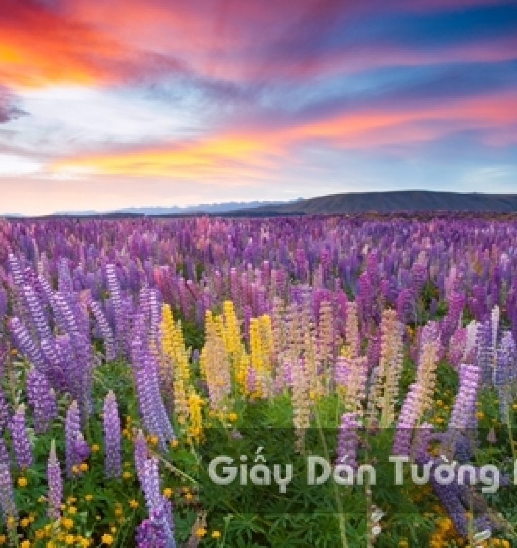 Wallpaper 3D Natural Scenery Flower Field FLLS 1501-9