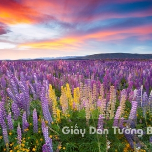 Wallpaper 3D Natural Scenery Flower Field FLLS 1501-9
