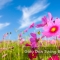 Wallpaper 3D Natural Scenery Flower Field FLLS 1502-10