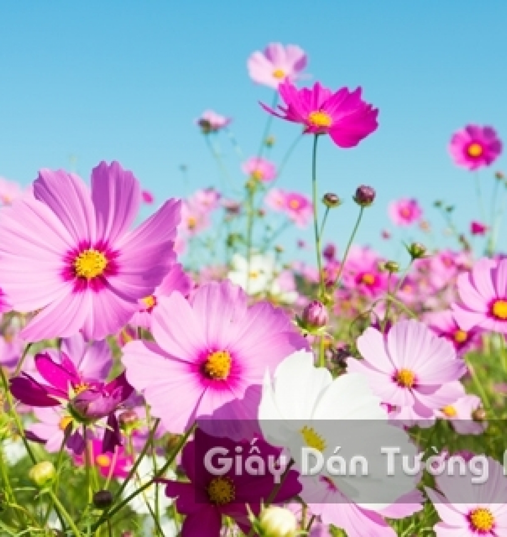 Wallpaper 3D Natural Scenery Flower Field FLLS 1502-11